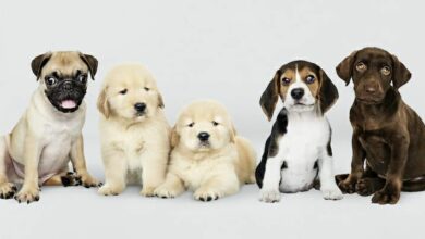 أنواع الكلاب الصغيرة وأسمائها بالصور