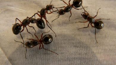 كيفية التخلص من النمل في المنزل