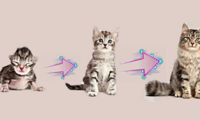 مراحل عمر القطط بالصور